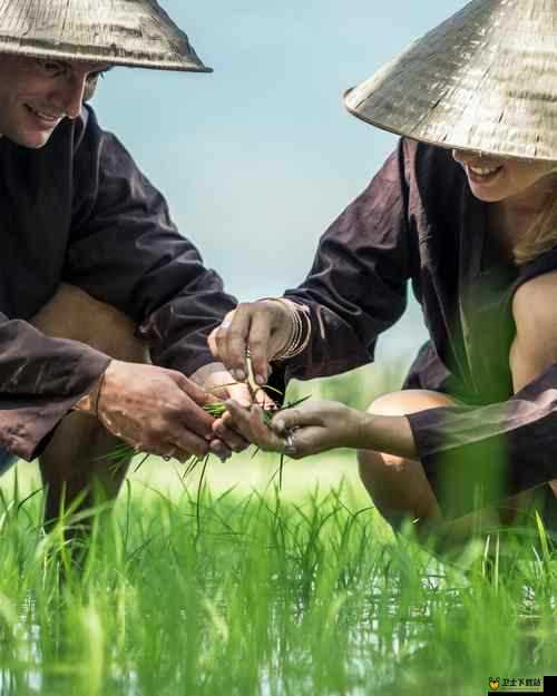 外国情侣插秧方法：独特农耕体验与文化交融的有趣呈现